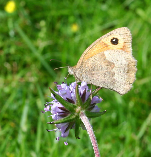 Meadow Brown